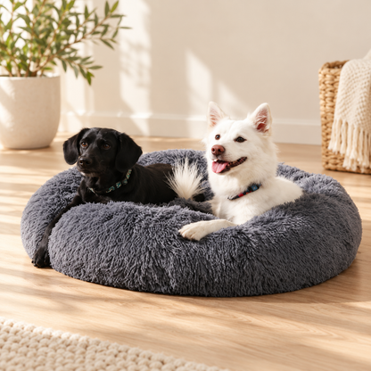 Two small dogs resting in a dark grey donut bed in a sunlit room
